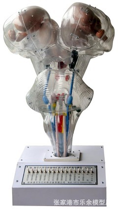 医药教学器材推荐 LM0030脑部电动模型详解