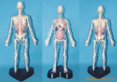 提升医学教学质量 “168透胸半肌人体骨骼模型”的选择与价值